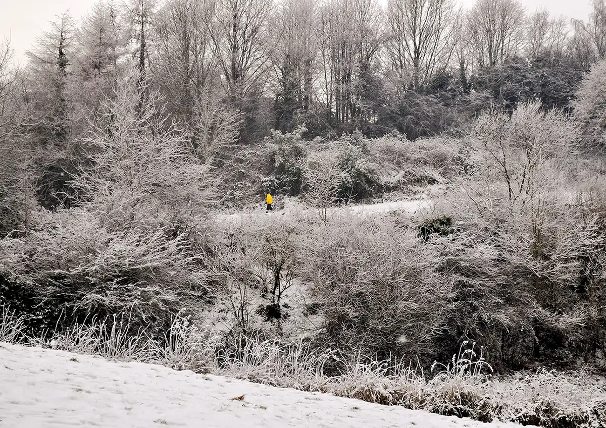 Ireland, figure in a yellow coat walking through snowy forest